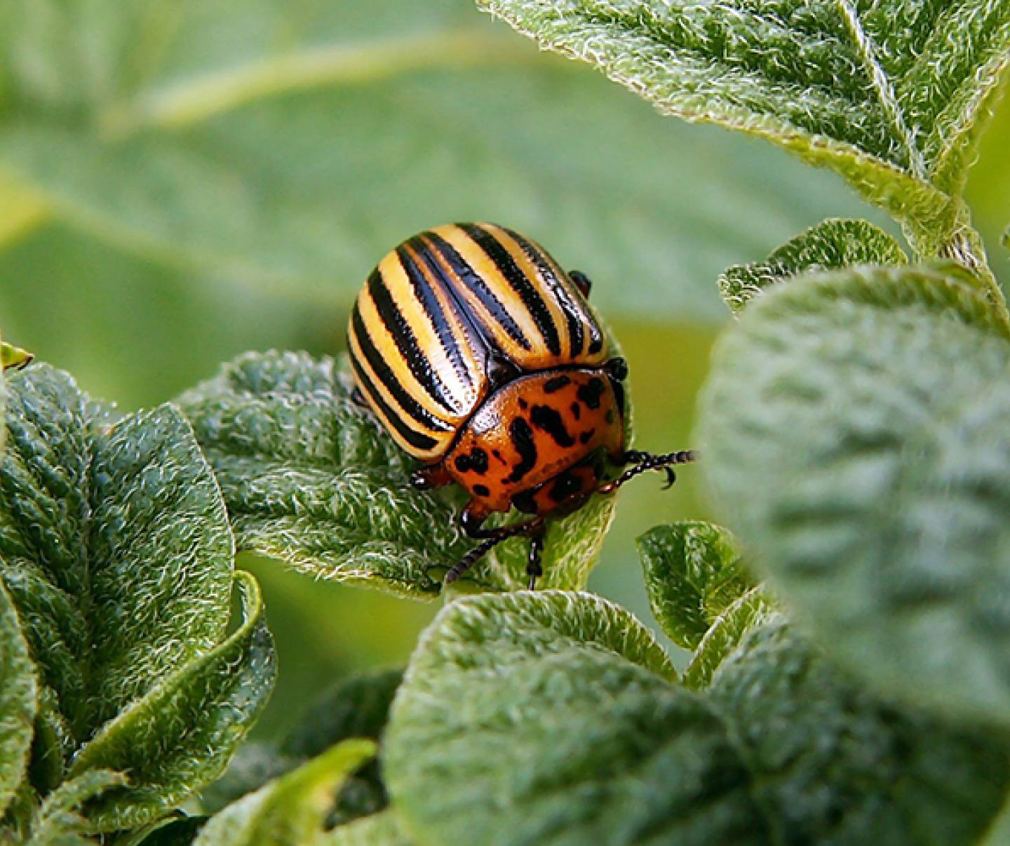 Benevia