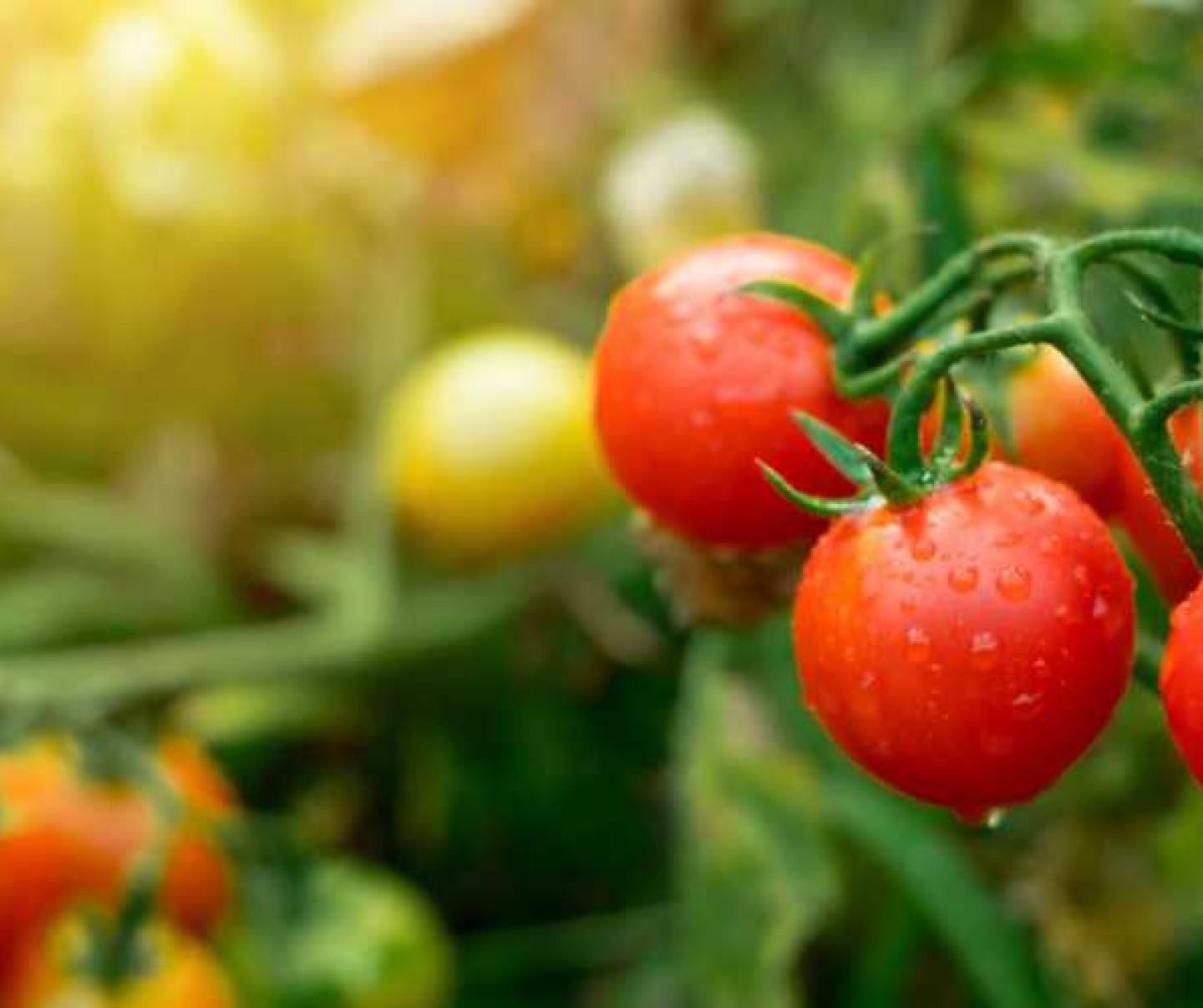 Tomatoes