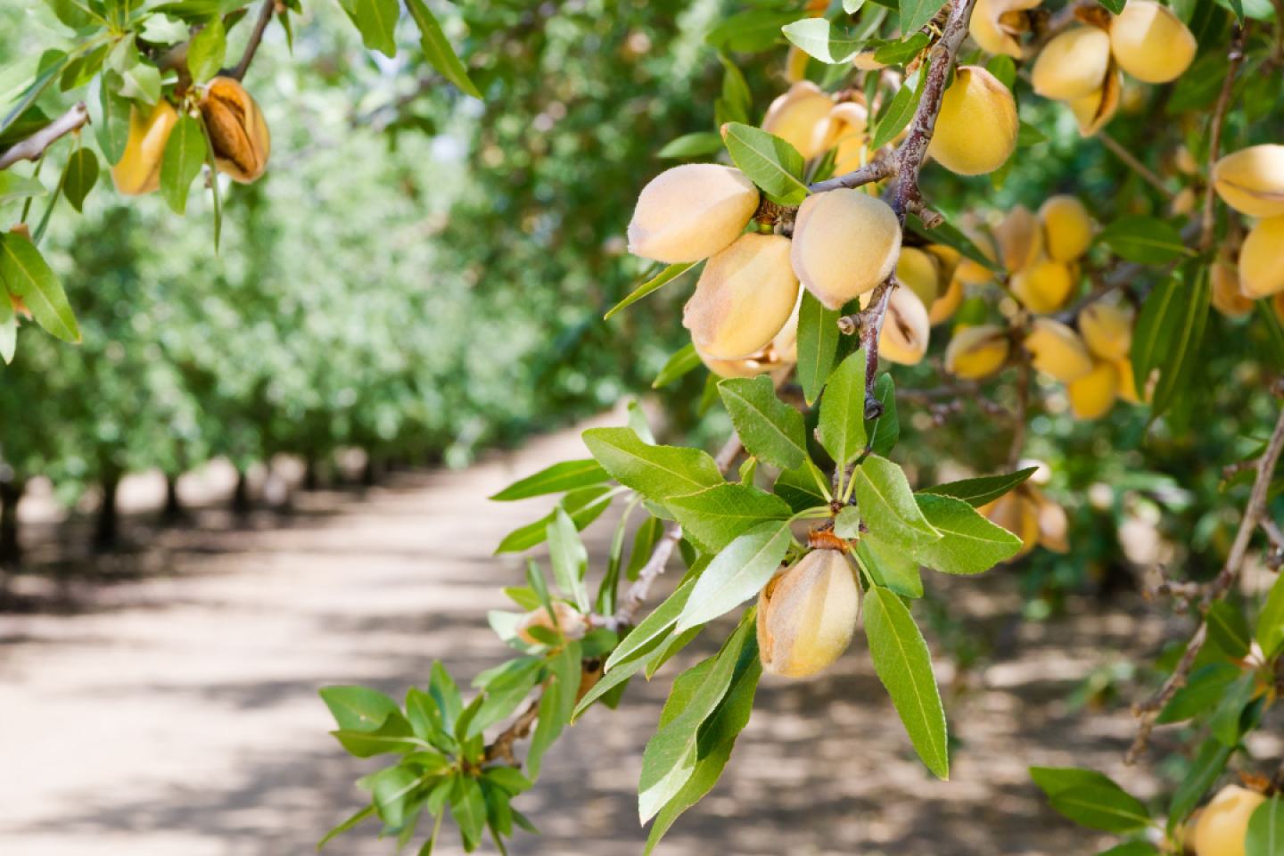 Lemon trees