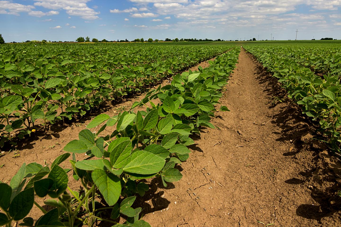 Row of crops
